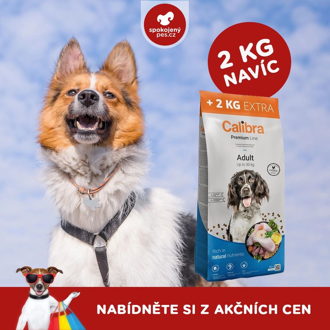 dog calibra.webp